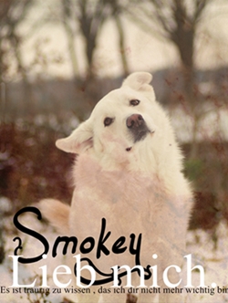 Honigs Bilderlein's ♥ ;* Smokey25