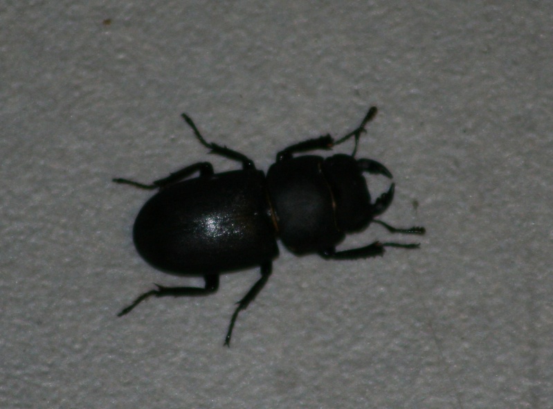 [Dorcus parallelipipedus] Scarabé noir Img_3610