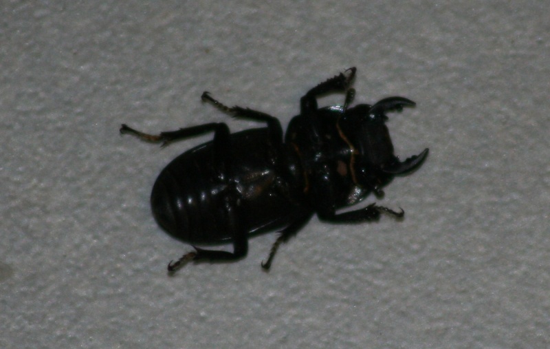 [Dorcus parallelipipedus] Scarabé noir Img_3611