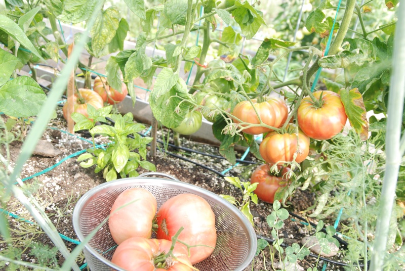 PNW: Tomato Tuesday 2012 - Page 4 Dsc_0220