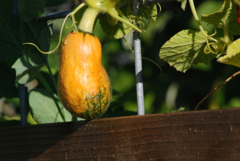 Squash ID Dsc_0223