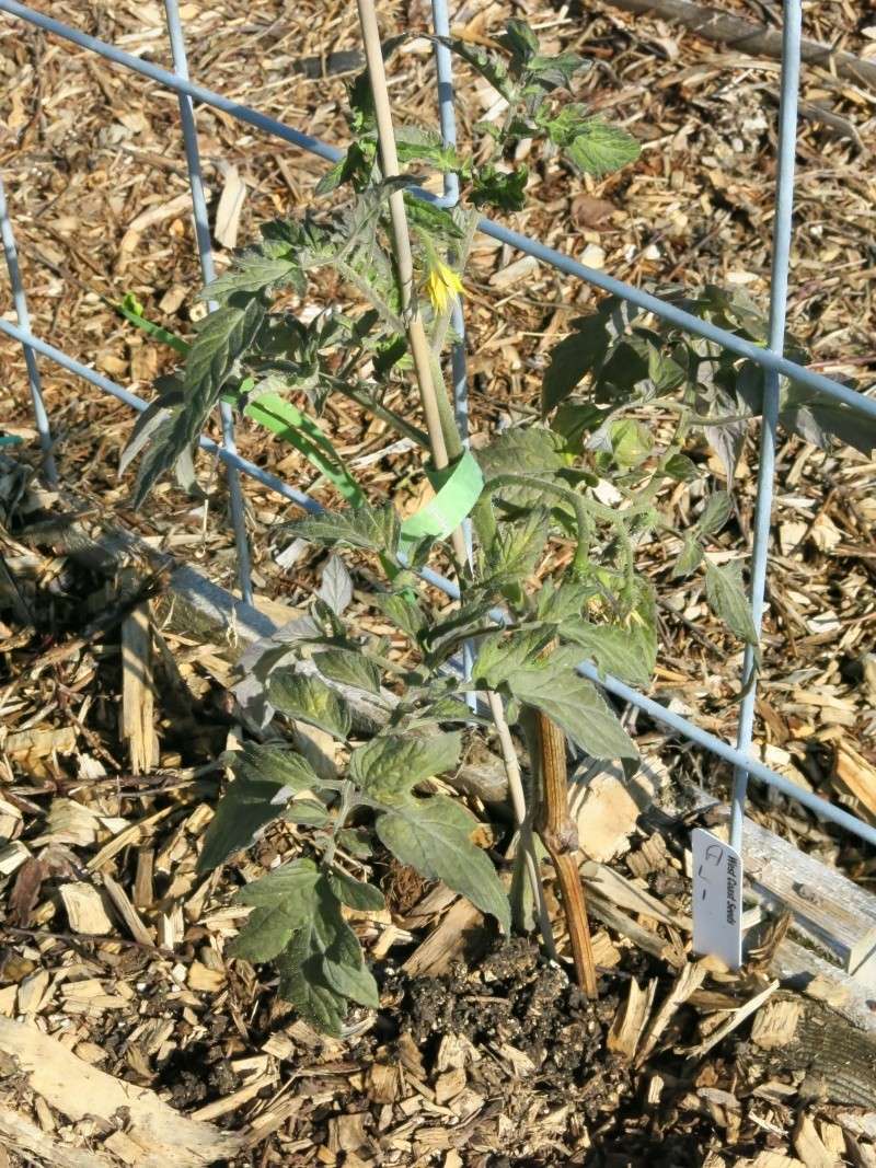 blackening tomato leaves Img_2312