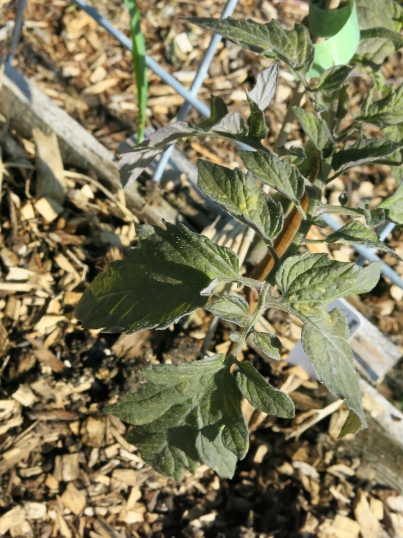 blackening tomato leaves Img_2313