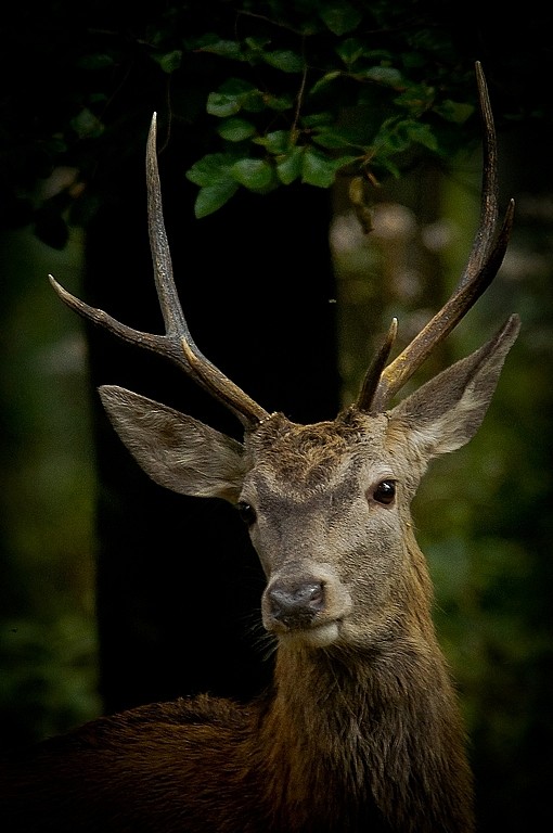 virées chez les cerfs.. Cerf_610