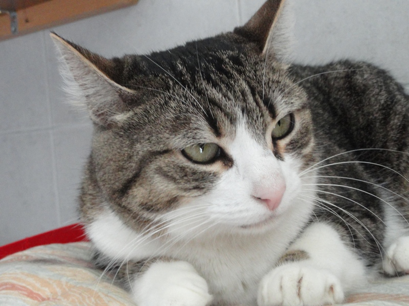 Lola, blanche et tigrée, abandonnée à 7 ans (Montpellier, 34) Lola_s10