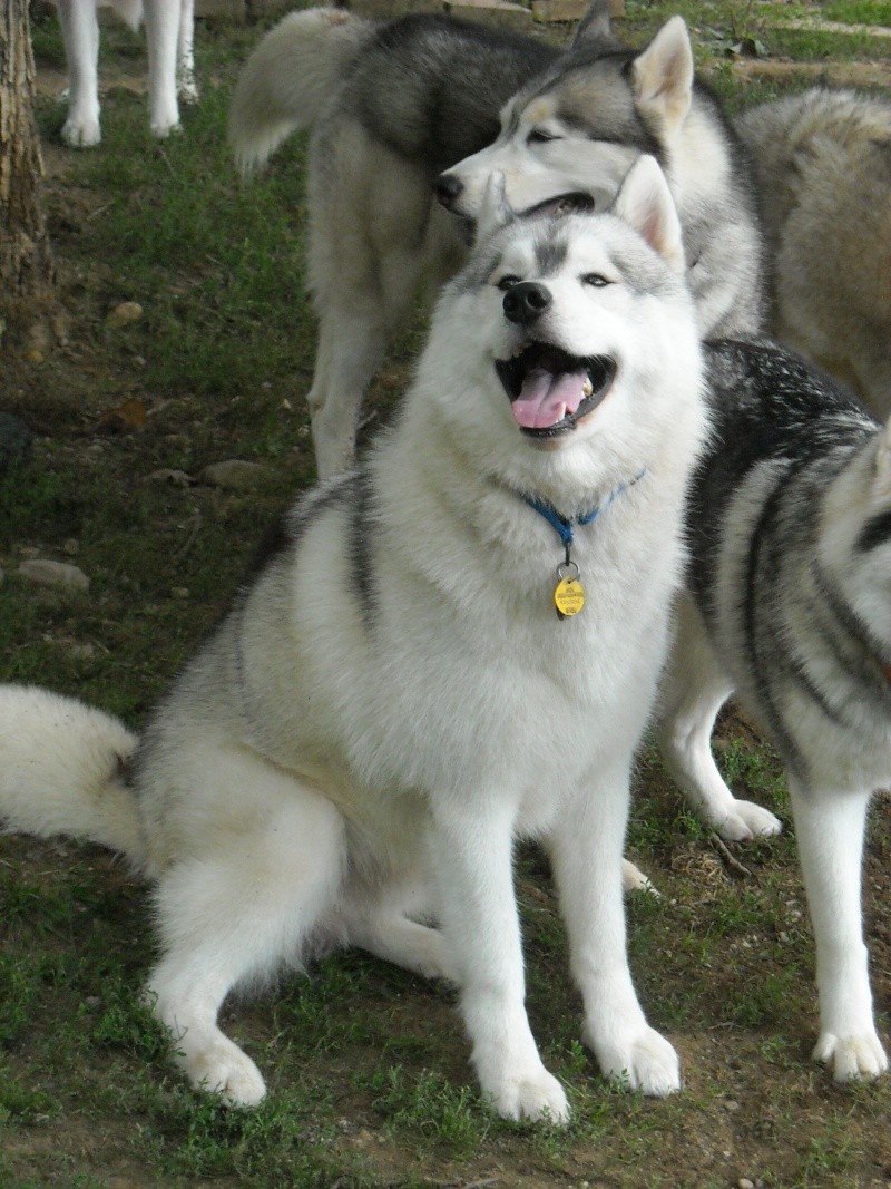 Soon to be new to me husky - Steve - Page 3 Everyt10