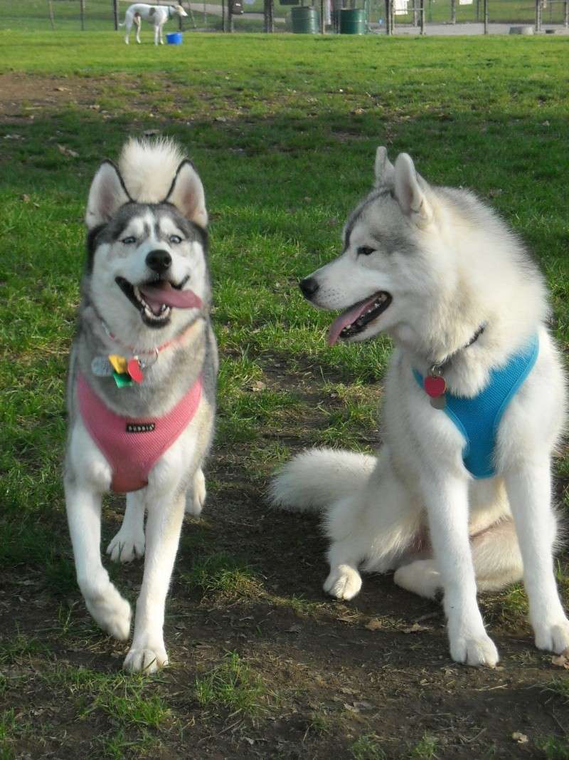 Soon to be new to me husky - Steve - Page 4 Lots_o11