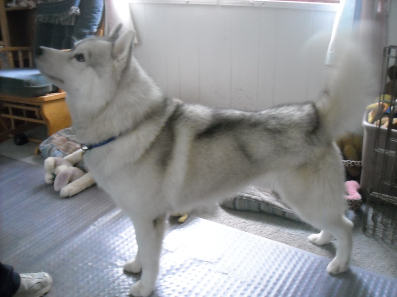 Photos Of the the mysteriouse husky coat transformation. Steve_11