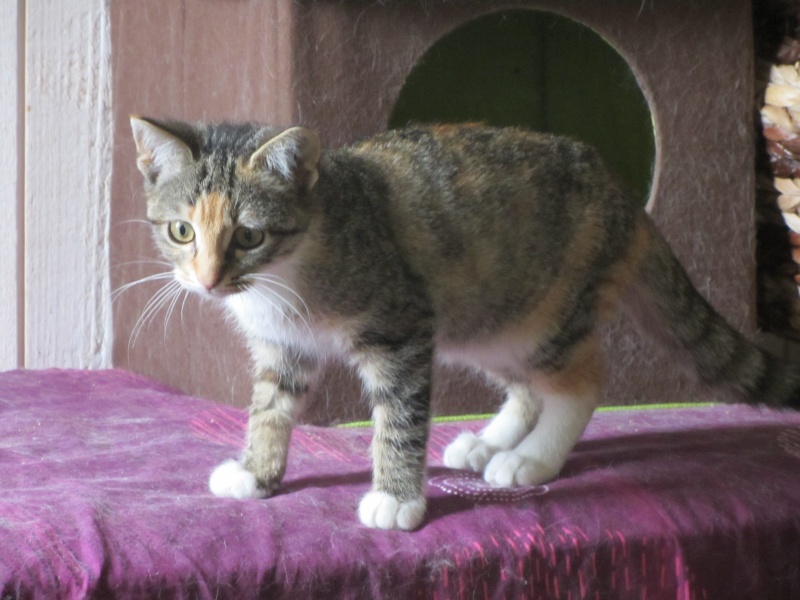 Mitsuko , chaton femelle Tortie tabby, née le 1er mai 2012 Img_0214