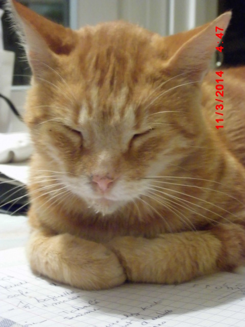 Hénou, jeune chat roux né en 2009 - Page 6 Dsci0113
