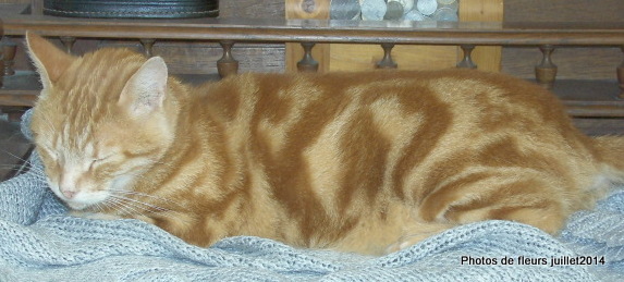 Hénou, jeune chat roux né en 2009 - Page 7 Dsci0116