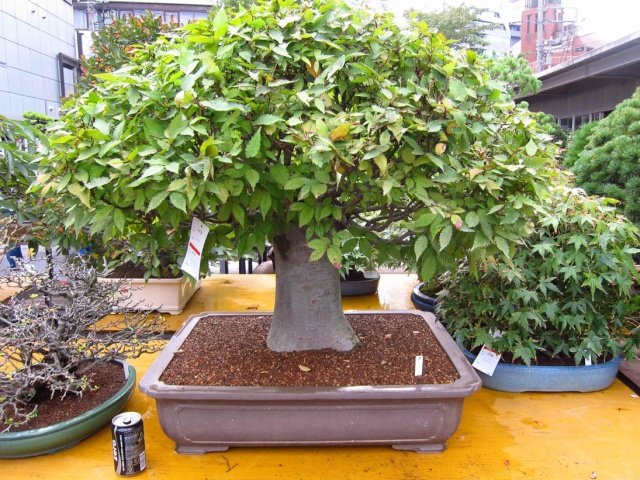 Zelkova Serrata 4110