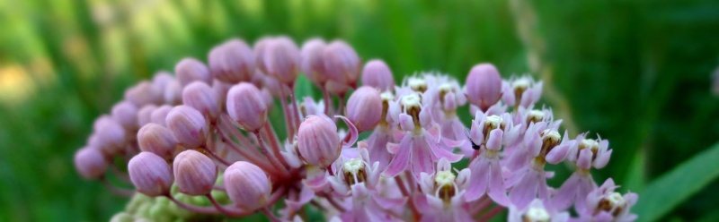 Butterfly/Pollinator Havens - Which plants are your favorite to cultivate? 10465410