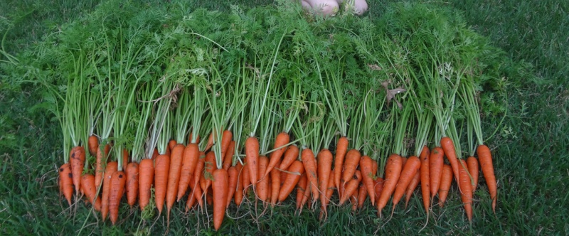 Carrot Harvest 2014_s10