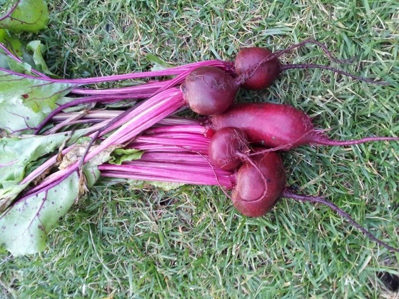 Beets, how do you prepare them? Beets11