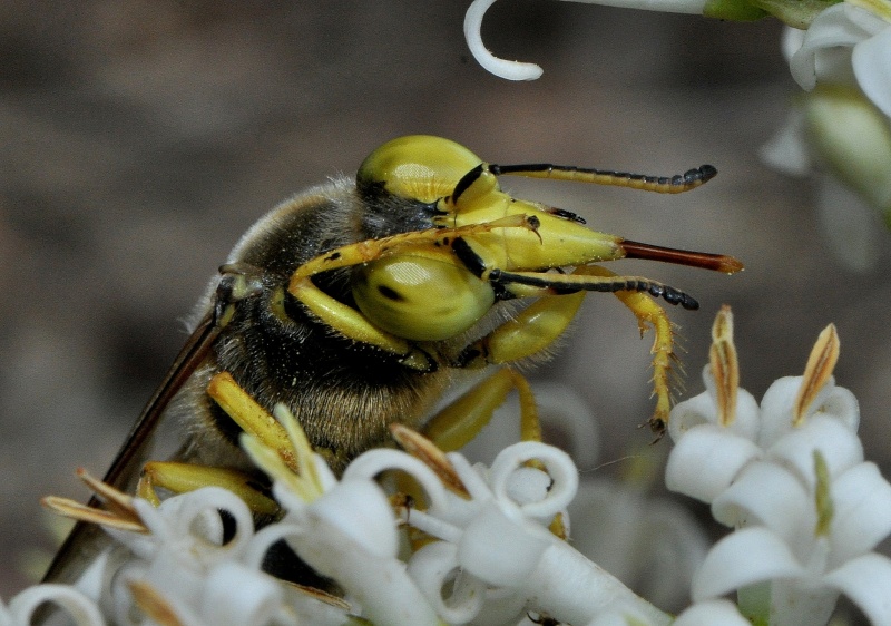 Bembix rostrata Bembix12