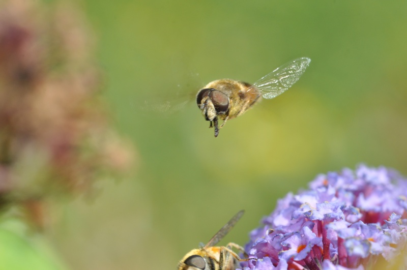 communication des abeilles ou pas  ?? Dsc_0051