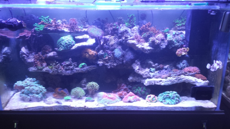 Mon nouvel aquarium "david59" - Page 19 20140610