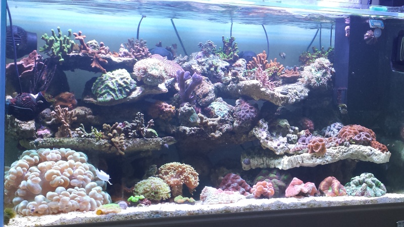 Mon nouvel aquarium "david59" - Page 19 20140611