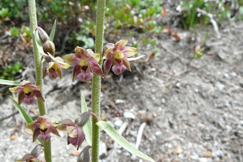 Epipactis dans la Clarée (05) _1210113