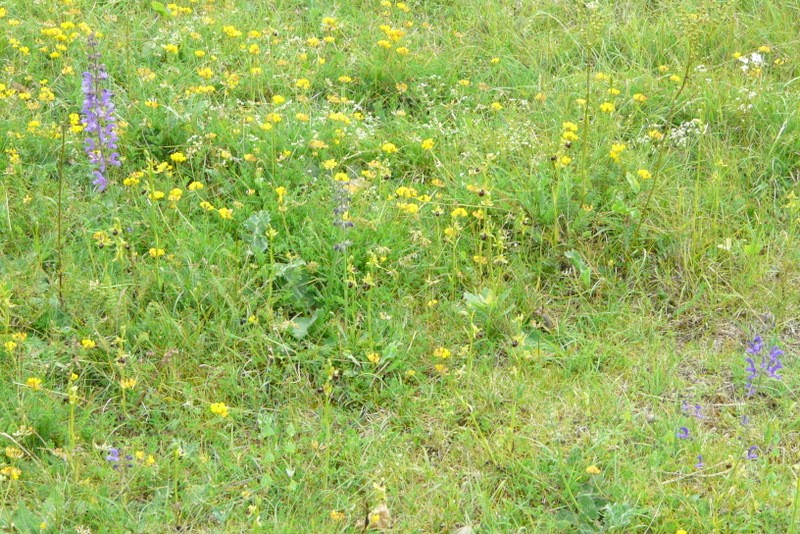 Ophrys argensonensis  Lussac le Chateau P1200211