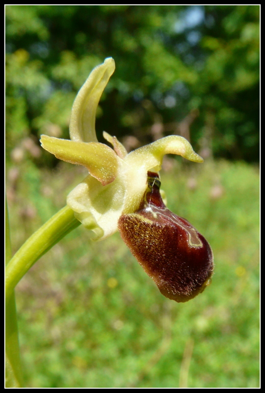 Ophrys argensonensis  Lussac le Chateau P1200214