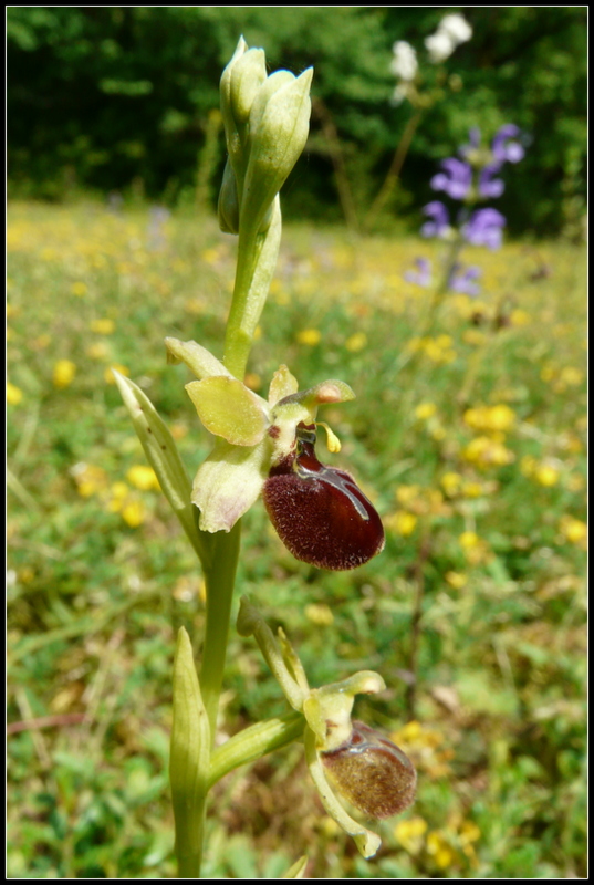 Ophrys argensonensis  Lussac le Chateau P1200215