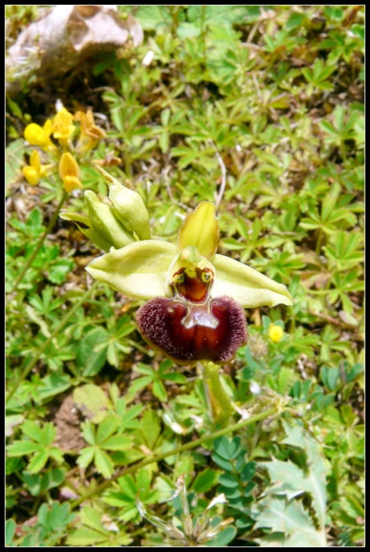Ophrys argensonensis  Lussac le Chateau P1200216