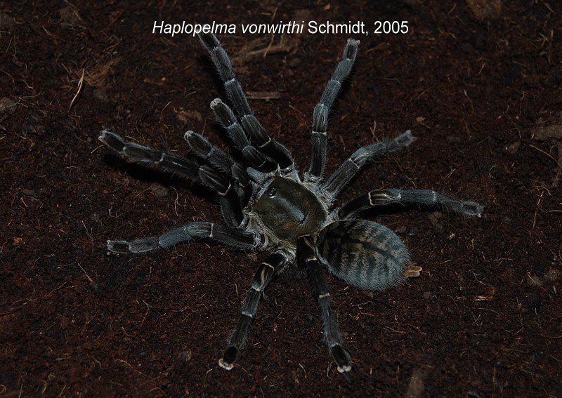 Haplopelma longipes VS. Haplopelma vonwirthi  411
