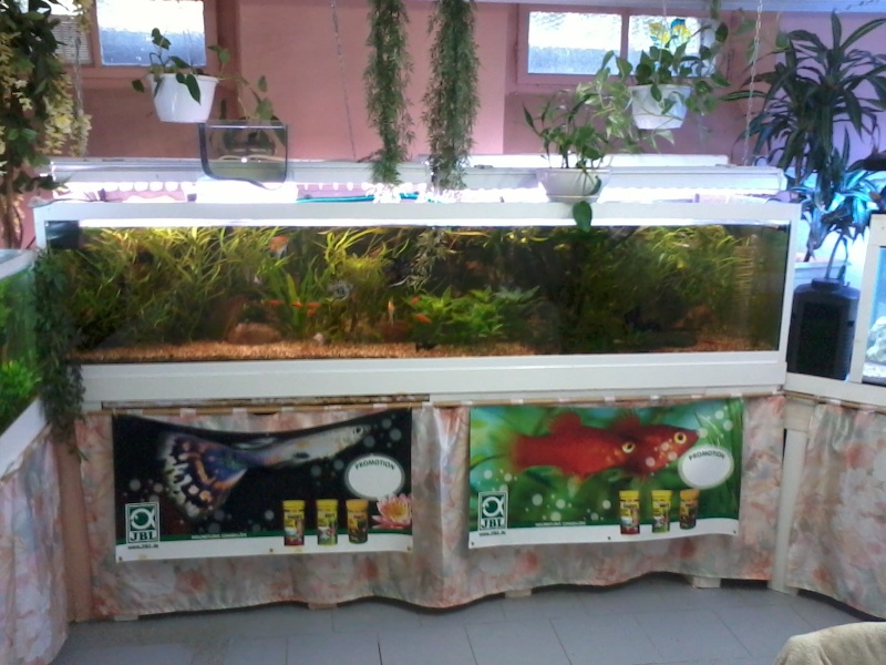 Sol aquarium et mise en place 2014-013