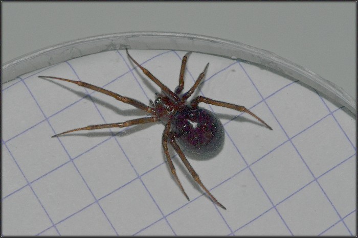 Steatoda, encore une ? Steato10