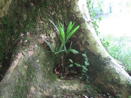 Trachycarpus fortunei Dscf0215