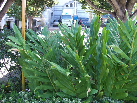 Hedychium - le genre - Page 4 Dscf1210