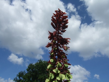 Melianthus major - grande mélianthe Dscf1741