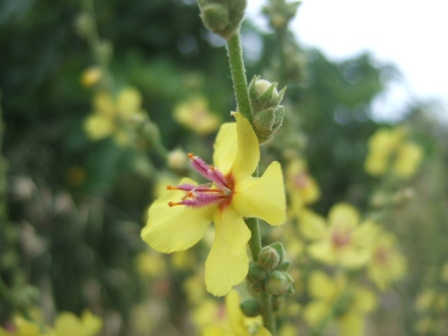 verbascum sinuatum - Verbascum sinuatum - molène sinuée Dscf2128