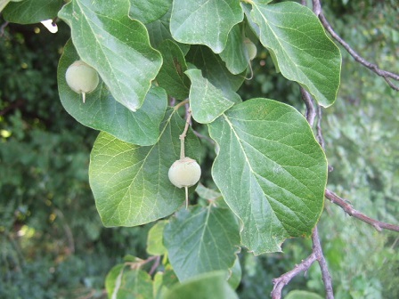 Solanum rantonnetii, Styrax officinalis, Ceratotheca triloba, Strobilanthes [devinette] Dscf2326