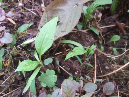 orientalis - Persicaria orientalis (= Polygonum orientale) - Page 2 Dscf2428