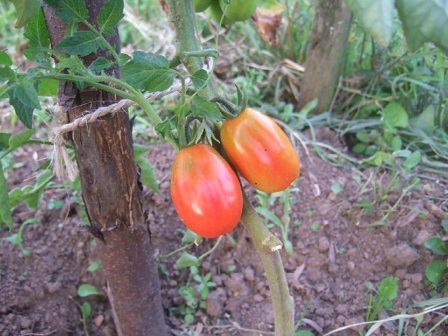 Solanum lycopersicum - les tomates - Page 3 Dscf2716