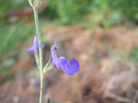 Salvia chamaedryoides Dscf2742