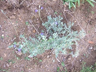 Salvia chamaedryoides Dscf2821