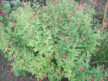 Salvia microphylla var. neurepia Dscf2830