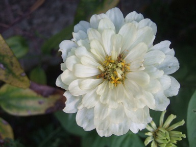 Zinnia elegans - zinnia Dscf3142
