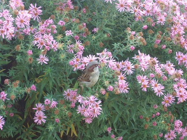 Aster et Symphiotrichum  - asters d'automne, marguerites d'automne - Page 2 Dscf3815