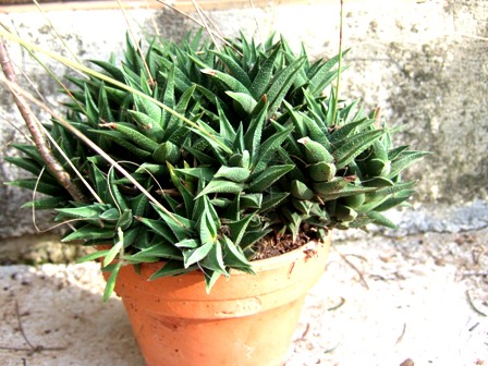 Haworthia viscosa (= Haworthia tortuosa) Dscf4722