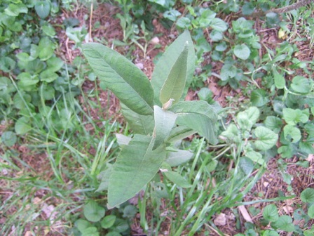 Buddleja officinalis Dscf9514