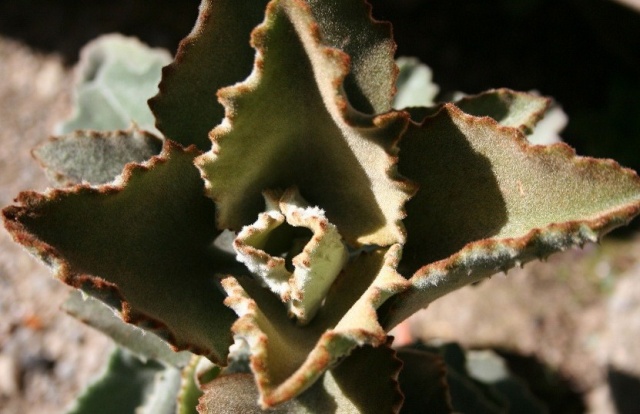 Kalanchoe beharensis 'Fang' Img_9717