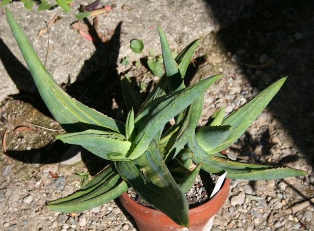 Aloe striata f. monstruosa variegata Img_9718