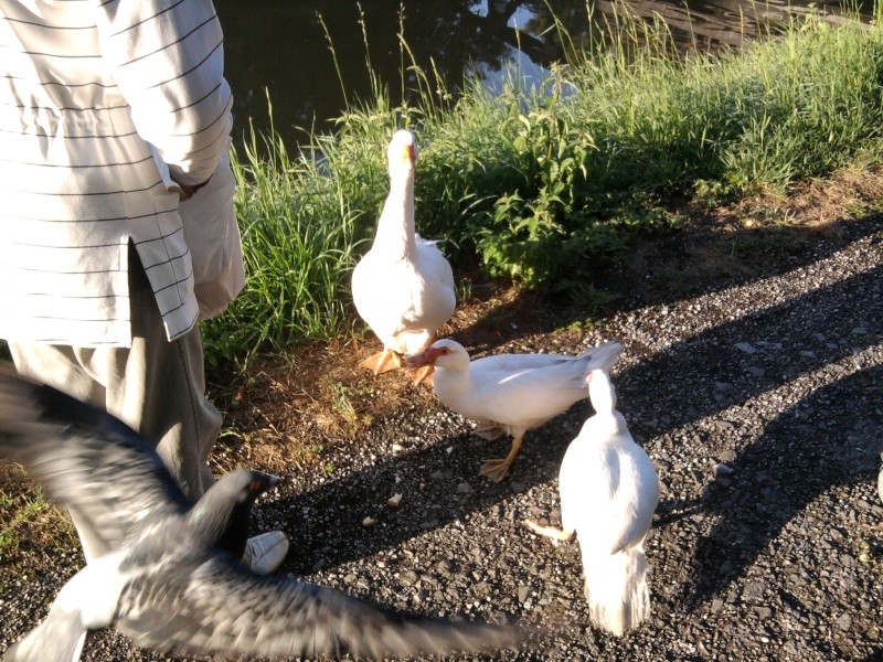 La Bassée : Petit déjeuner pour les canards de Barbarie, les pigeons et l'oie blanche ..... Photo013