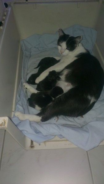Les loulous que j'ai en FA. 5 chatons et leur maman ! 1_9_re10