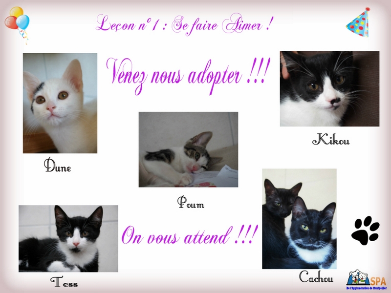 Leçon d'amour à donner pour nos chatons de Juillet !!! Aaaa_c10